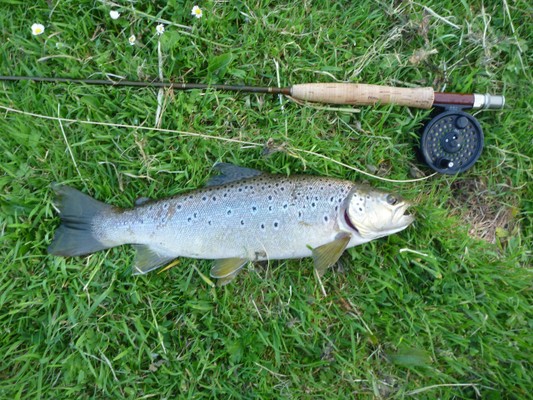 Lovely trout